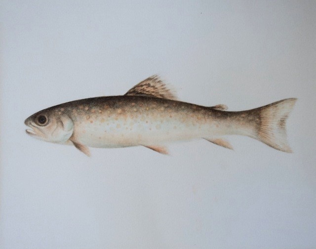 'Brook Trout', watercolor on paper, 11 x 14_, talbot hopkins, 2005